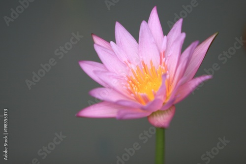 Water lily or lotus flower in pond.