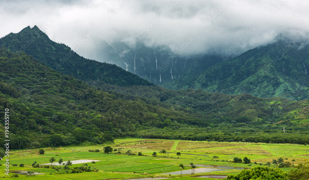 taro fields in rainy weather and mountains in the background with waterfalls kauai hawaii