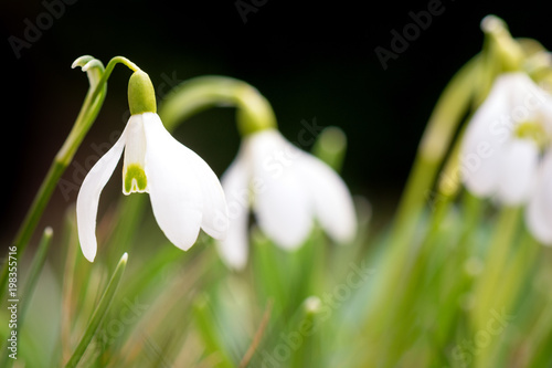 Springtime flower. Macro shot of a snowdrop surrounded by grass blades at sunset.