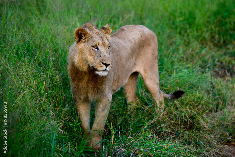 Mighty Lion watching the lionesses who are ready for the hunt in Masai Mara, Kenya (Panthera leo) Mighty Lion watching the lionesses who are ready for the hunt in Masai Mara, Kenya (Panthera leo)