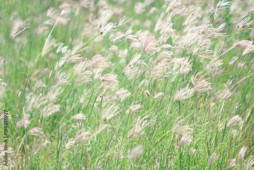 many motion white grass flowers fields, vintage style, feeling fresh and relax