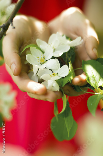 spring white Apple flowers in hands