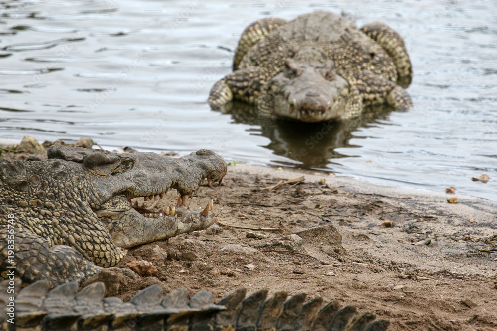 Naklejka premium Cuban crocodile, Zapata Swamp, Zapata Peninsula, Cuba