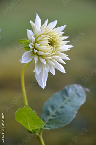 Fototapeta Naklejka Na Ścianę i Meble -  Weiße Dahlie, Herbstblume