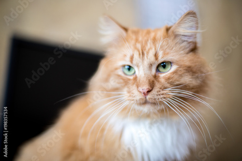 Fototapeta Naklejka Na Ścianę i Meble -  Funny red striped cat, domestic animal