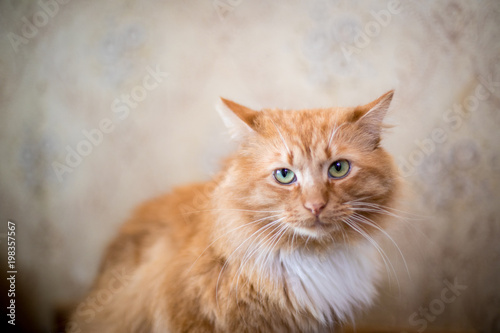 Funny red striped cat, domestic animal © A_Skorobogatova