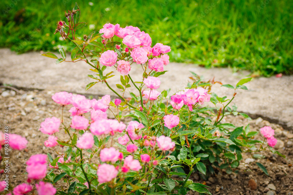 Obraz premium Pink Roses on a bush in a garden on natural background