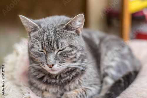 Cute funny tabby gray cat © A_Skorobogatova