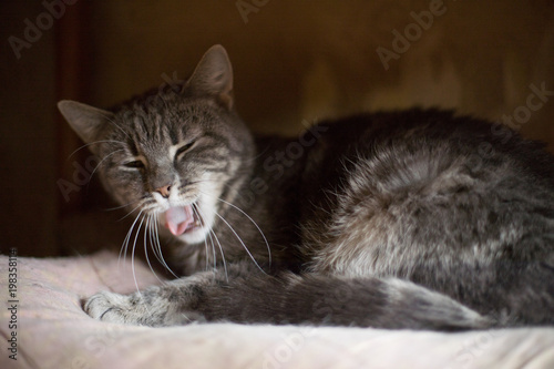 Cute funny tabby gray cat shows tongue © A_Skorobogatova