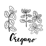 Ink oregano herbal illustration.