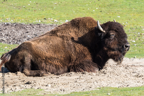 Waldbison - Bison bison athabascae © rudiernst