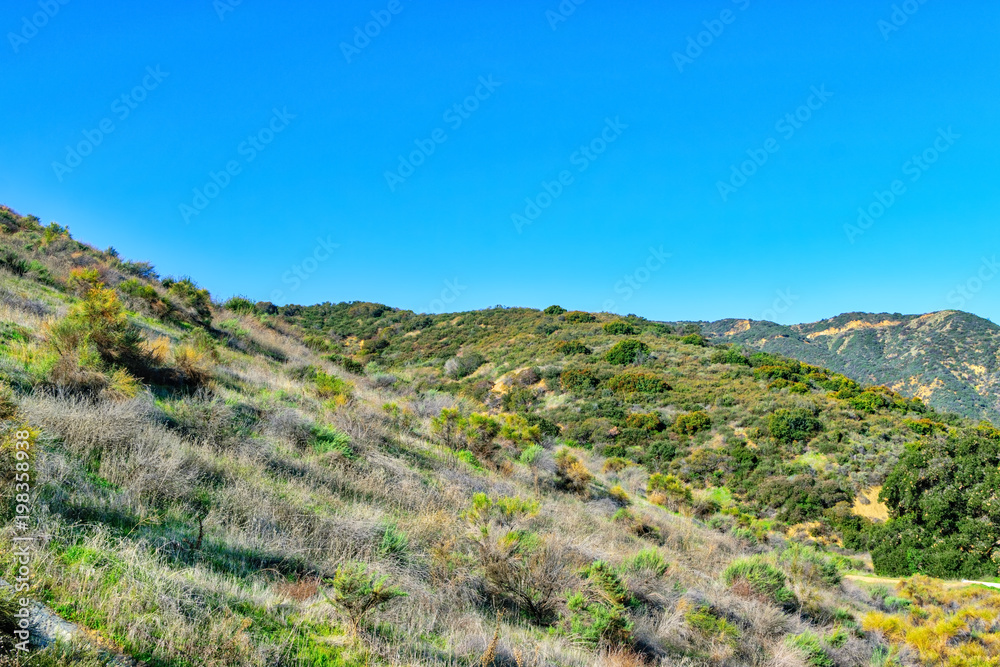 Green spring hills in Southern California forest