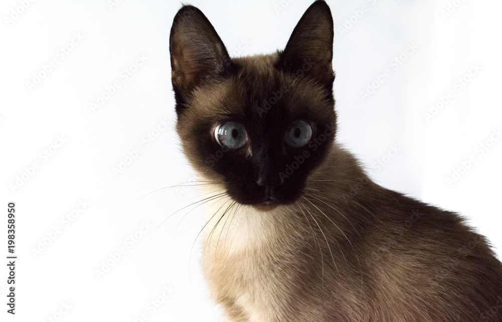 Portrait of a Siamese cat. Isolated background.