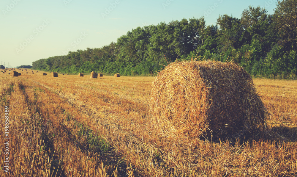 Field after harvesting.Straw bales at sunset.Warm sunlight.Summer countryside landscape.Agricultural industry.Concept of farming and agribusiness.Tula region,Russia. 