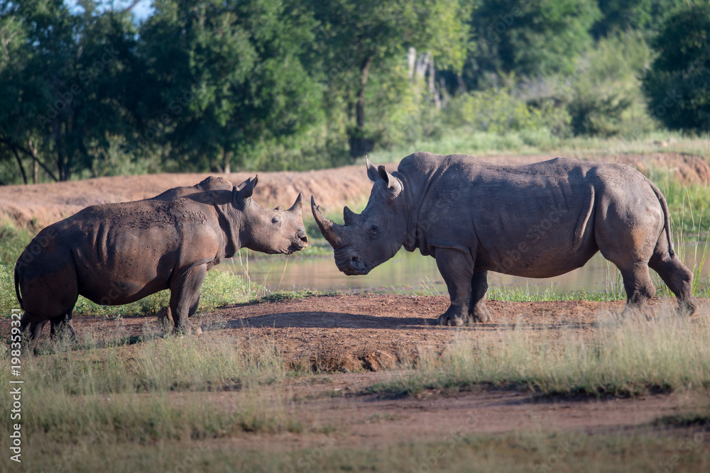 White rhino walking towards the camera in the Kruger National Park, South Africa. White rhino walking towards the camera in the Kruger National Park, South Africa.