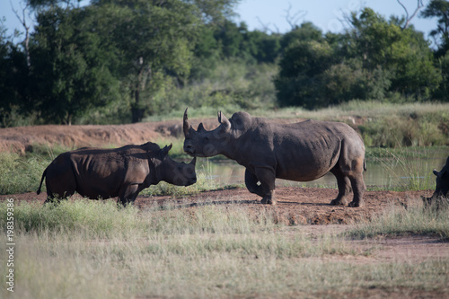 White rhino walking towards the camera in the Kruger National Park  South Africa. 