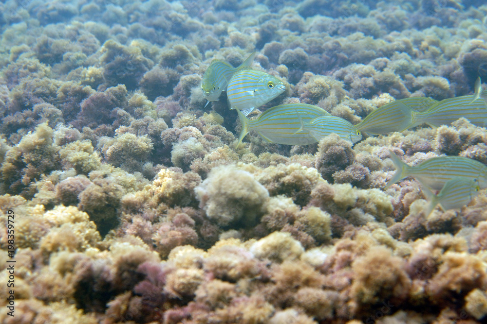 Fototapeta premium Fish swim in the sea next to algae