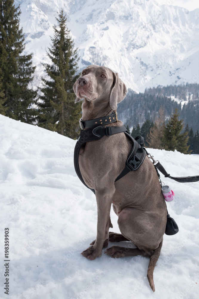 Waiting weimaraner dog sitting in the snow on a winter background Waiting weimaraner dog sitting in the snow on a winter background