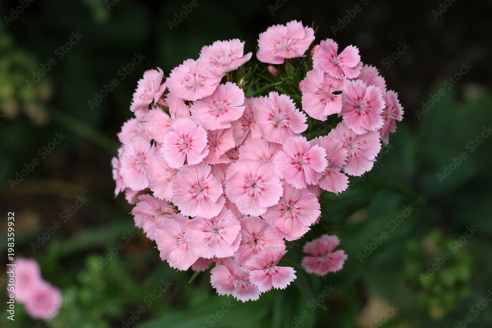 Bartnelke in Rosa Makro