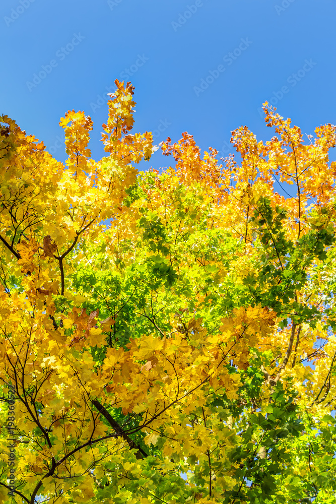Colorful autumn trees Colorful autumn trees