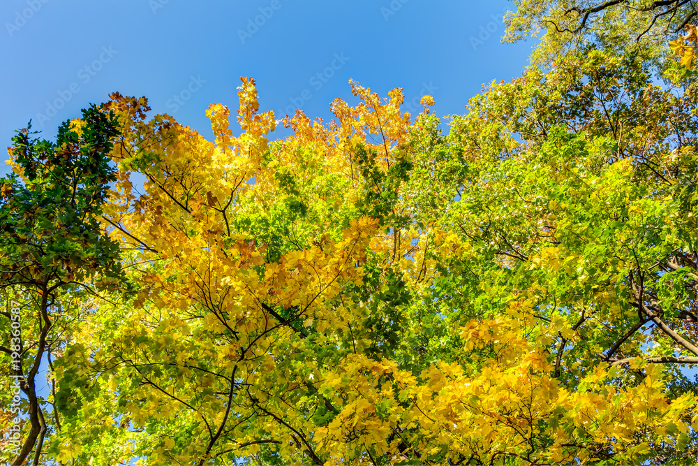 Colorful autumn trees Colorful autumn trees