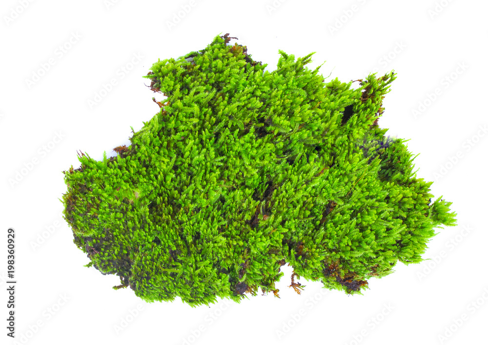 Fototapeta premium Green moss isolated on white bakground