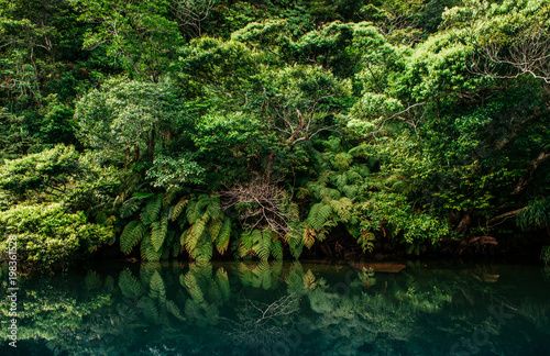 Scenery of Urauchi river mangrove forest Iriomote island, Okinawa photo