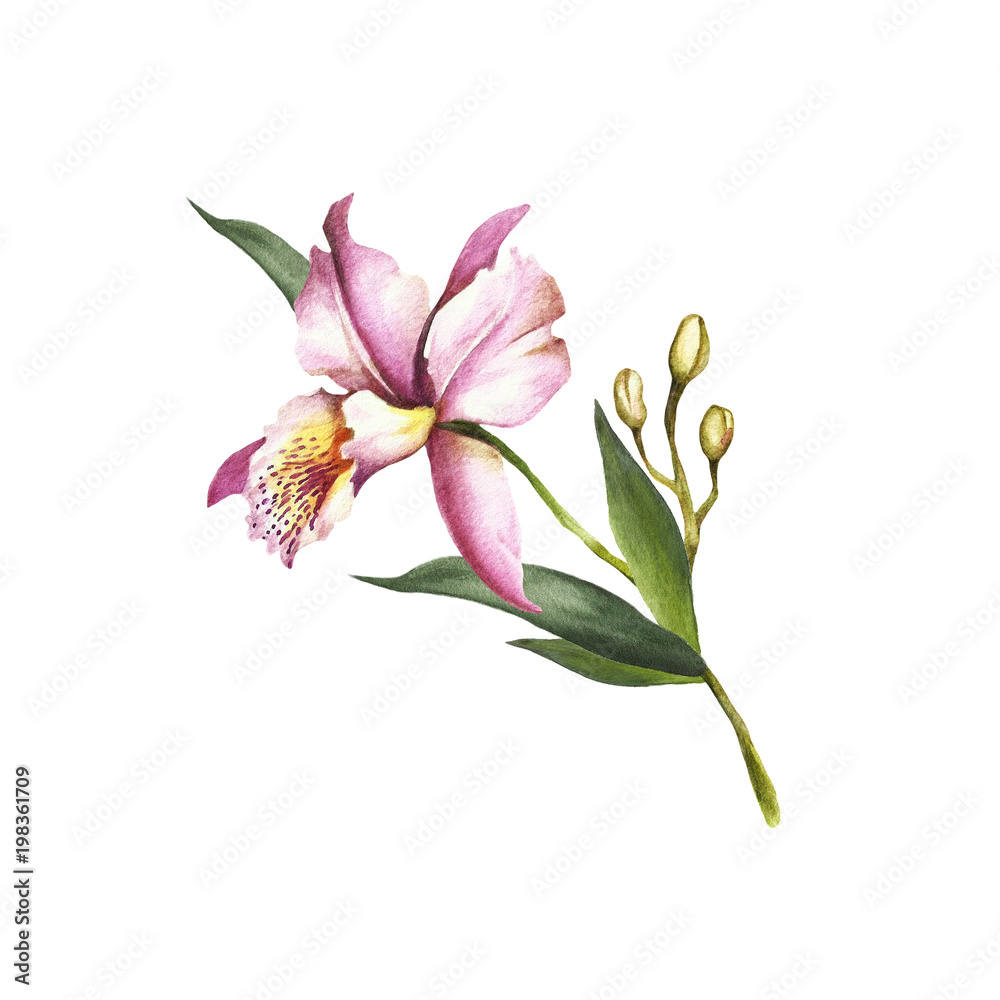 Fototapeta premium Image Orchids flowers. Hand draw watercolor illustration.