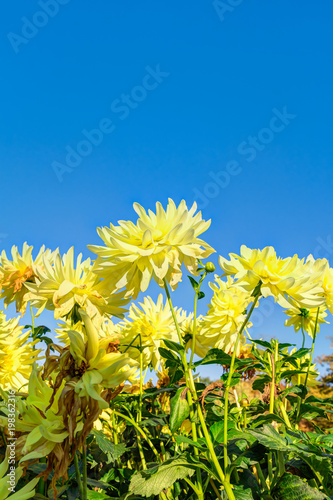 Fototapeta Naklejka Na Ścianę i Meble -  Dahlia in autumn
