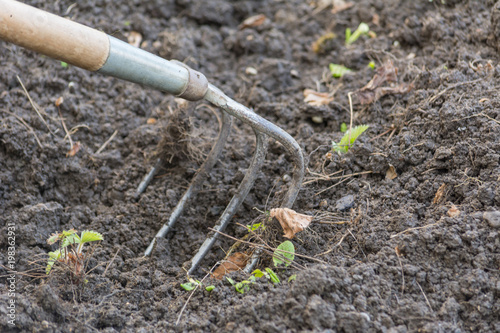 Wallpaper Mural Gartenarbeit - Unkraut im Beet herausnehmen Torontodigital.ca