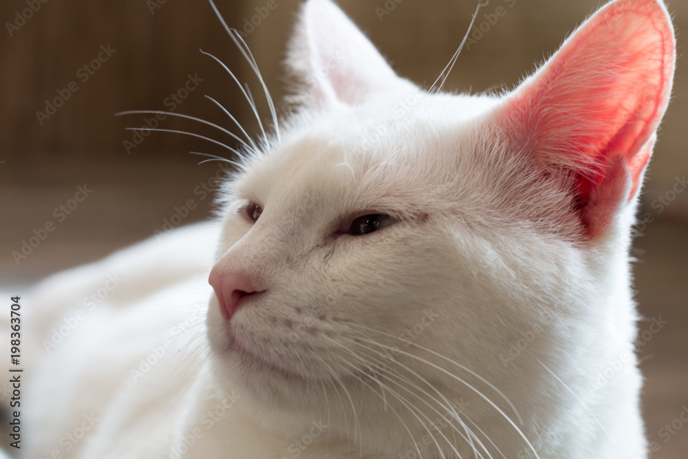 cat,kitty isolate on background,front view from the top, technical cost-up. cat,kitty isolate on background,front view from the top, technical cost-up.