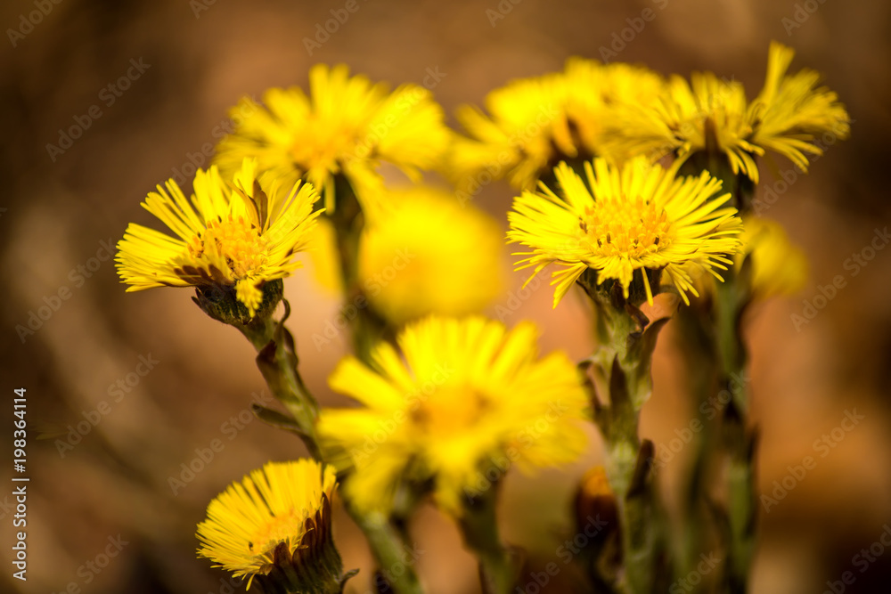 Coltsfoot, medicinal herb, flower in spring in a German forest Coltsfoot, medicinal herb, flower in spring in a German forest