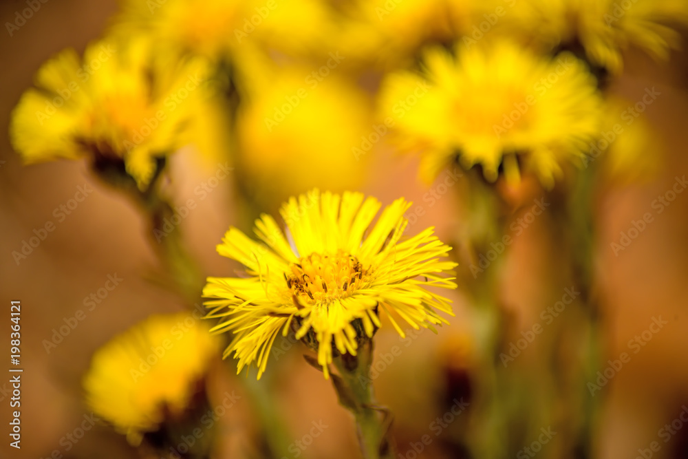 Coltsfoot, medicinal herb, flower in spring in a German forest Coltsfoot, medicinal herb, flower in spring in a German forest