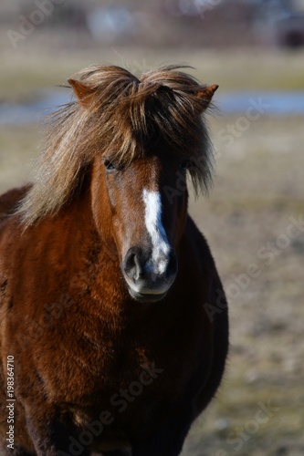 Icelandic horse brown mare