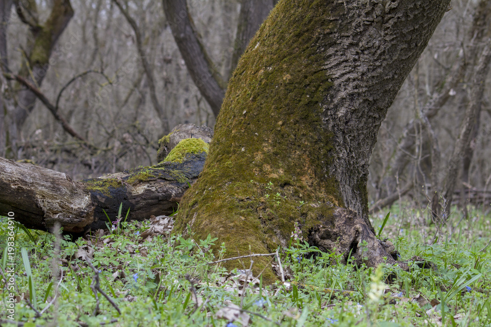 beautiful forest untouched by man, almost untouched beautiful forest untouched by man, almost untouched