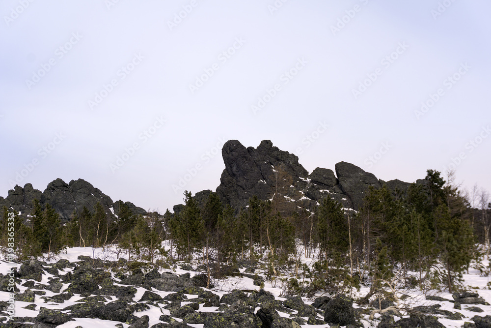 crooked dwarf forest at the foot of granite rocks in the highlands in winter