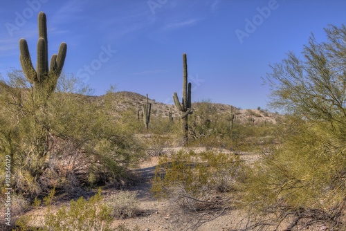 Arizona Desert in Wintertime © Jacob