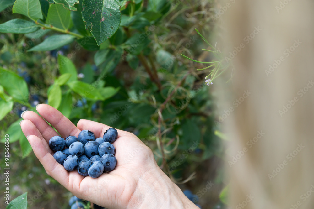 Woman is holding fresh picked blueberrys on a blueberry field.