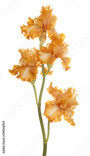 Fototapeta Naklejka Na Ścianę i Meble -  iris flower isolated