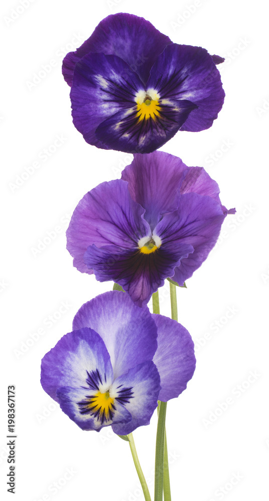 pansy flower isolated