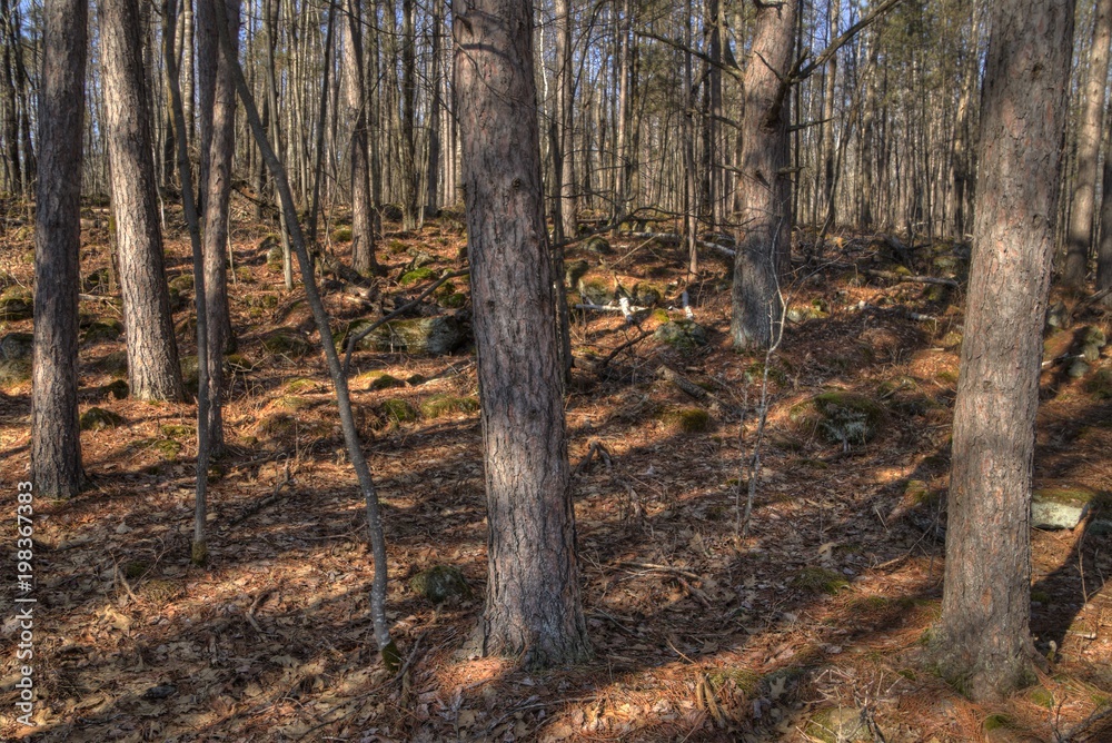 Fototapeta premium Banning State Park in Minnesota