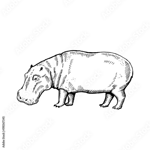 Hand drawn hippo ( hippopotamus, behemoth ). Sketch, vector illustration.