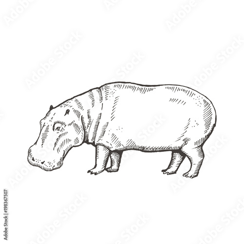 Hand drawn hippo ( hippopotamus, behemoth ). Sketch, vector illustration.