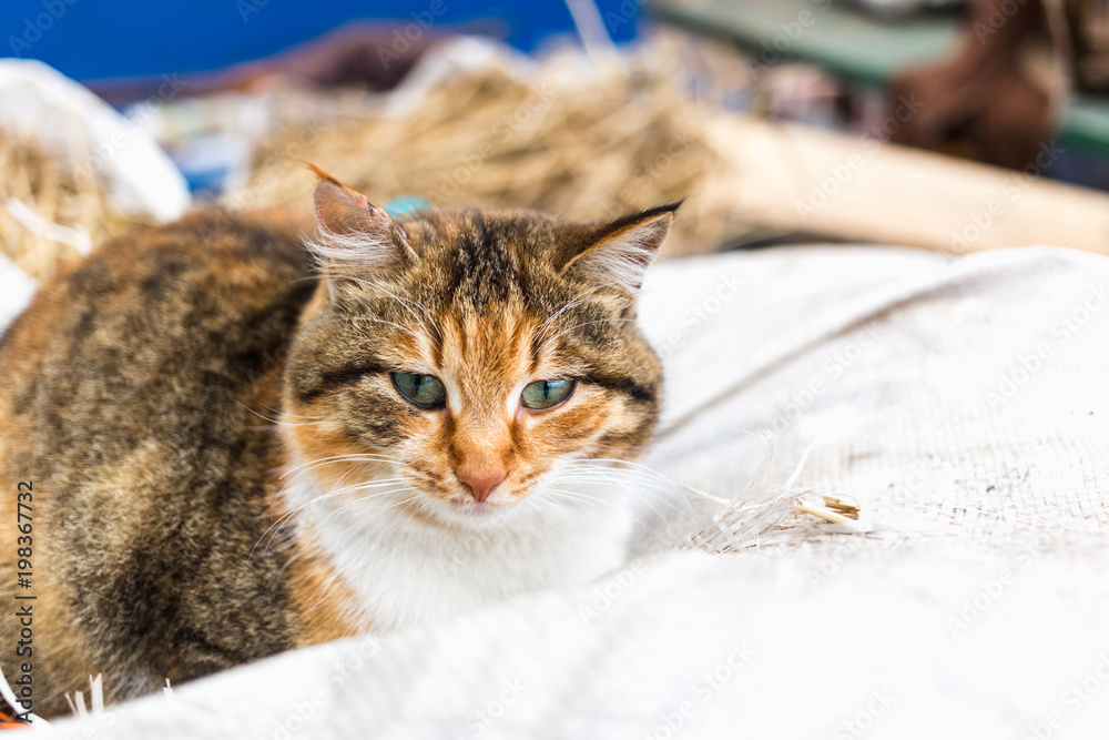 Obraz premium Portrait of a red rural cat.