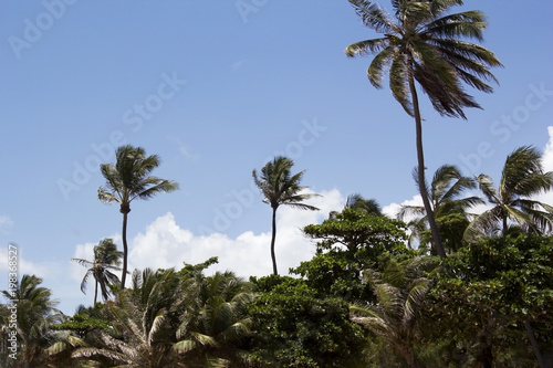 coconut tree ceara brazil
