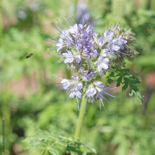 Phacelia  Bienenweide  B  schelsch  n