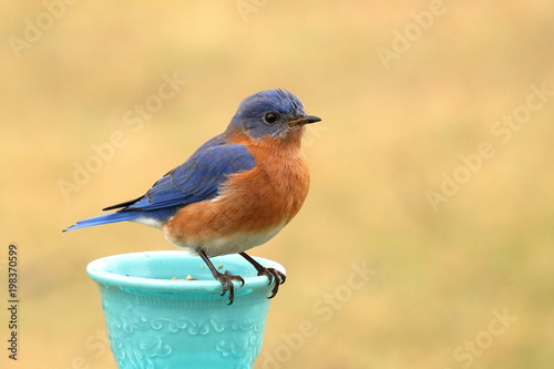 A male Eastern Bluebird visits my bird feeder on a rainy, summer afternoon. © Melody Mellinger