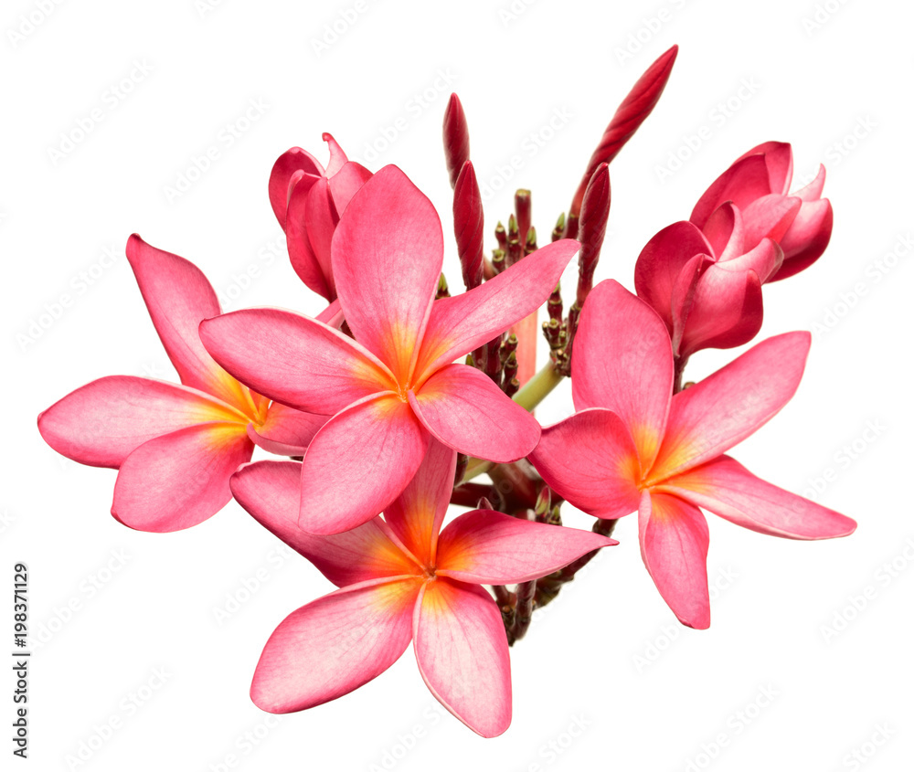 fresh red frangipani flowers isolated on white fresh red frangipani flowers isolated on white