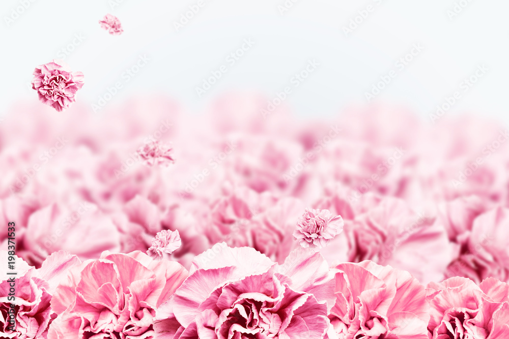 Spring background, pink, red and white carnations on a light background. Floral background. copy space, flat lay, top view, Mixed media. Valentine's Day, March 8 Spring background, pink, red and white carnations on a light background. Floral background. copy space, flat lay, top view, Mixed media. Valentine's Day, March 8