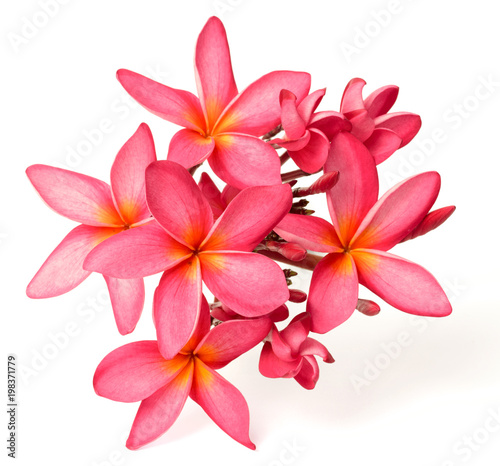 Fototapeta Naklejka Na Ścianę i Meble -  fresh red frangipani flowers isolated on white